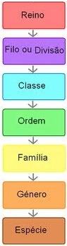 Sistema de classificação biológica