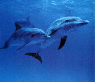 Comunicação dos golfinhos