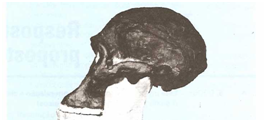 Crânio de um Astralopithecus ancestrau do homem