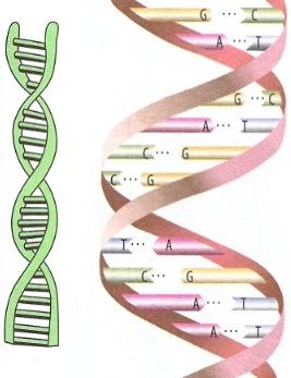 Molécula de DNA
