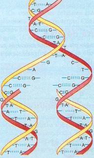 Duplicação do DNA