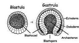 Imagem da blastula e da gastrula.