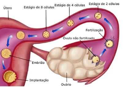 Implantação do blastocisto