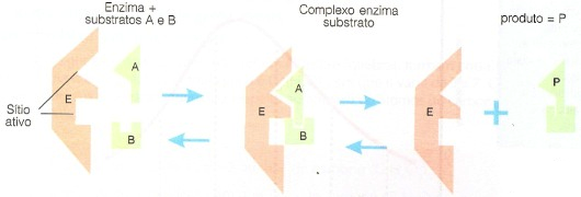 Atuação de uma enzima