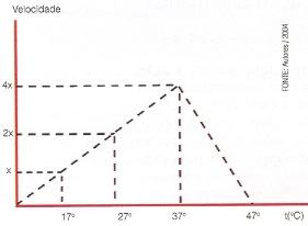 Ação da temperatura sobre um enzima