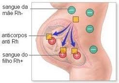 Como ocorre a eritroblastose fetal