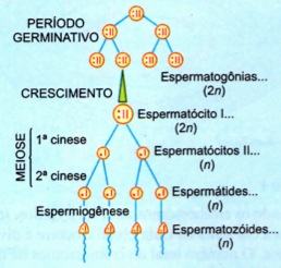 Processo da espermatogênese