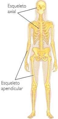 Esqueleto humano