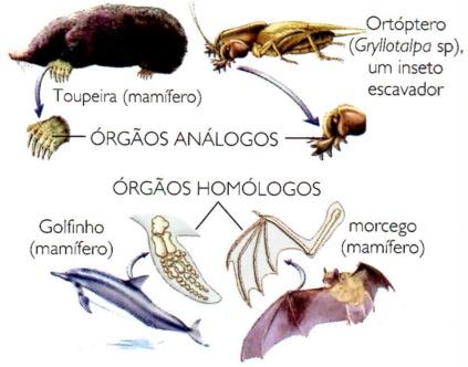 Evidências anatômicas da evolução