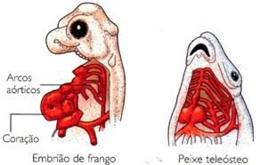 Evidência embriológica da evolução - Frango e peixe teleósteo