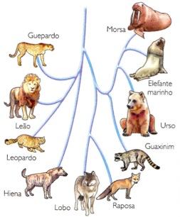 Evidência taxonômica da evolução