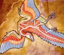 Evidência paleontológica da evolução - Archaeopteryx