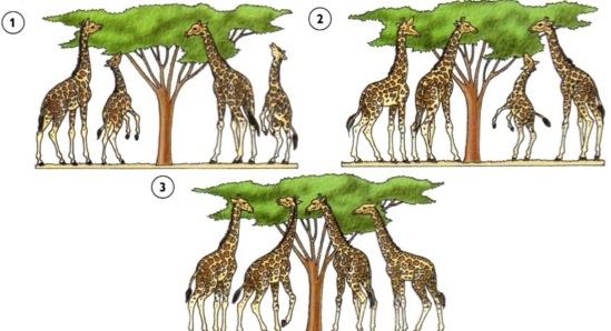 Evolução das espécies segundo Darwin