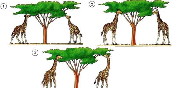 Evolução das espécies segundo Lamarck