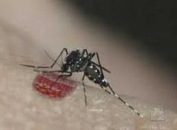 Mosquito causador da febre amarela
