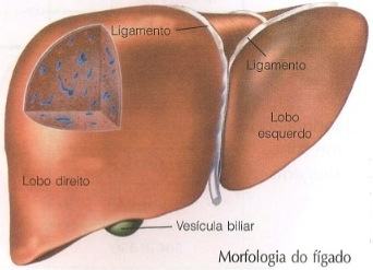 Morfologia do fígado