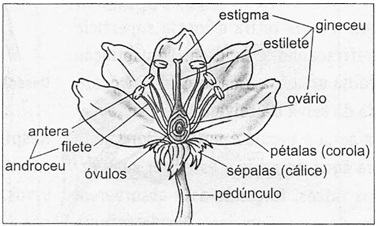 Diagrama para Morfologia e anatomia da flor