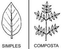 Folha simples e composta