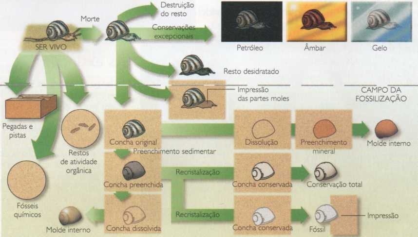 Mecanismos da fossilização