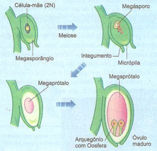 óvulo de gimnosperma