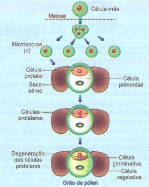 grão de pólen da gimnosperma