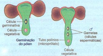 Tubo polínico da gimnosperma