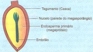 Semente de gimnosperma