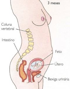 3 meses de gravidez