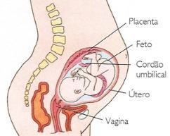 6 meses de gravidez