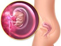 Featured image of post Imagens Gravidez De 2 Meses - No segundo mês de gravidez, o bebé apresenta um desenvolvimento incrível.