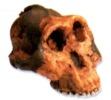 Antepassado humano - Australopithecus