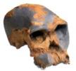 Fóssil do antepassado humano Homo Habilis