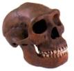 Fóssil do antepassado humano Homo erectus