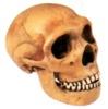 Fóssil do antepassado humano Homo neanderthalensis