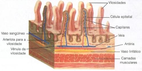 Absorção do alimento pelo intestino delgado