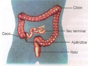 Intestino Grosso
