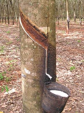 Látex sendo retirado da seringueira