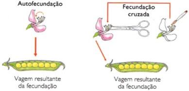 Primeiro experimento de Mendel: Fecundação cruzada