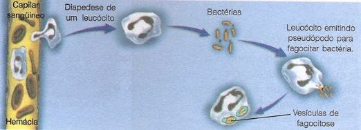 Leucócitos - fagocitose