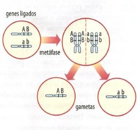 Como funciona a ligação gênica