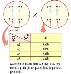 Linkage tabela de genes