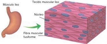 Tecido muscular liso