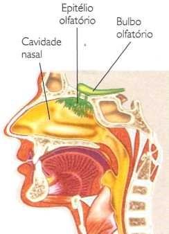 Sentido do olfato