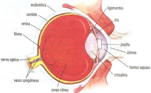 Partes do olho humano