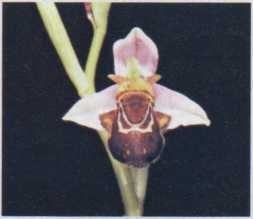 Orquídea