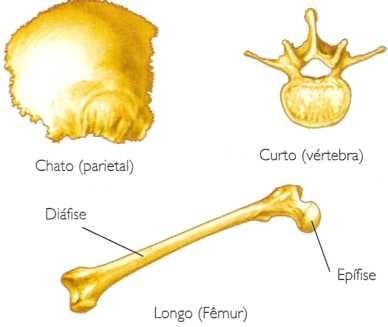 Tipos de ossos do esqueleto