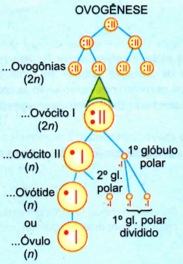 Processo da ovogênese