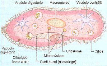 Ciliado paramécio