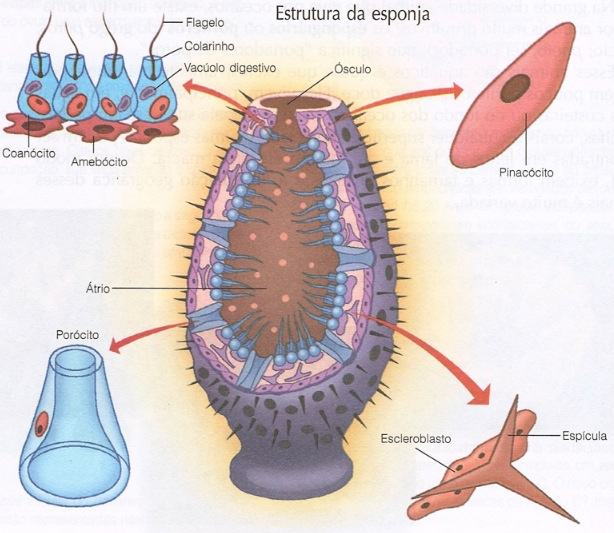 Estrutura de um porífero