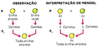 Parte 1 da primeira lei de Mendel